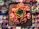 Echeveria Agavoides 'Sarabony' 3" Cluster Succulent Plant