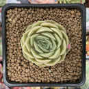 Echeveria 'Onslow' 1" Succulent Plant