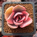 Echeveria 'Rainbow' Variegated 1" Succulent Plant