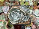 Echeveria 'Steel Heart' 3" Cluster Succulent Plant