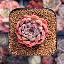 Echeveria 'Mata' 1"-2" Succulent Plant
