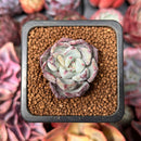 Echeveria 'Misellosa' 1" Succulent Plant