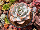 Echeveria 'Cream Tea' 4" Powdery Succulent Plant