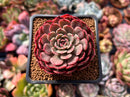 Echeveria 'Muhly' 2" Succulent Plant