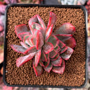 Echeveria 'Luella' 2" Succulent Plant