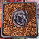 Echeveria 'Black Bear' 1" Succulent Plant