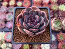 Echeveria 'Dark Chocolate' 2" Succulent Plant