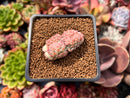 Echeveria 'Charming Blue' Crested 1"-2" Succulent Plant