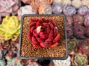 Echeveria Agavoides 'Rubra' 1"-2" Succulent Plant