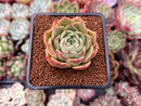 Echeveria 'Omphalos' 2" Succulent Plant