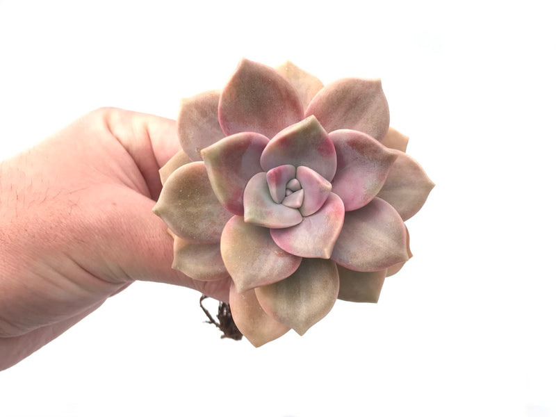 Graptoveria 'Purple Delight’ Variegated 3" Rare Succulent Plant