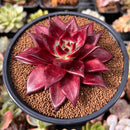 Echeveria Agavoides 'Luming' 3"-4" Succulent Plant
