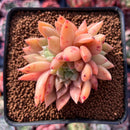 Echeveria 'Pink Top' 2"-3" Succulent Plant