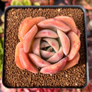 Echeveria 'Lemon Tree' 2"-3" Succulent Plant