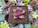 Echeveria Agavoides 'Red Ebony' 1" Succulent Plant