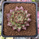 Echeveria Agavoides 'Shani' 2" Succulent Plant