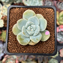 Echeveria 'Icy Green' 2" Succulent Plant