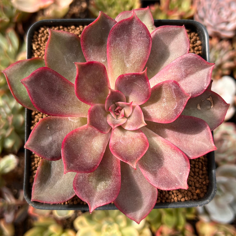 bunny plant succulent Echeveria 'Pink Bunny' 3" Succulent Plant – True Succulents Plant Co