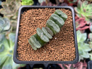 Haworthia Truncata 2" Succulent Plant