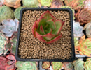 Echeveria Agavoides 'Fire Bird' 1" Succulent Plant