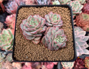 Echeveria 'Ice Love' Lightly Variegated 3"-4" Cluster Succulent Plant