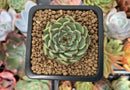 Echeveria 'Blackthorn' 1" Succulent Plant