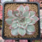 Echeveria 'Esther' Unique Variegated 3" Succulent Plant