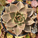 Echeveria Agavoides 'Jade Star' 4"-5" Succulent Plant
