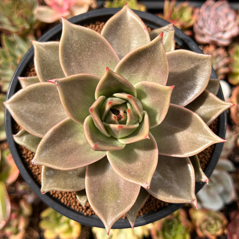 5 star succulents Echeveria Agavoides 'Jade Star' 4"-5" Succulent Plant – True Succulents  Plant Co