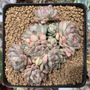 Echeveria 'Mebina' Variegated 4" Large Cluster Succulent Plant
