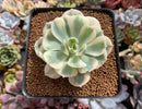 Echeveria 'Compton Carousel' 2"-3" Succulent Plant