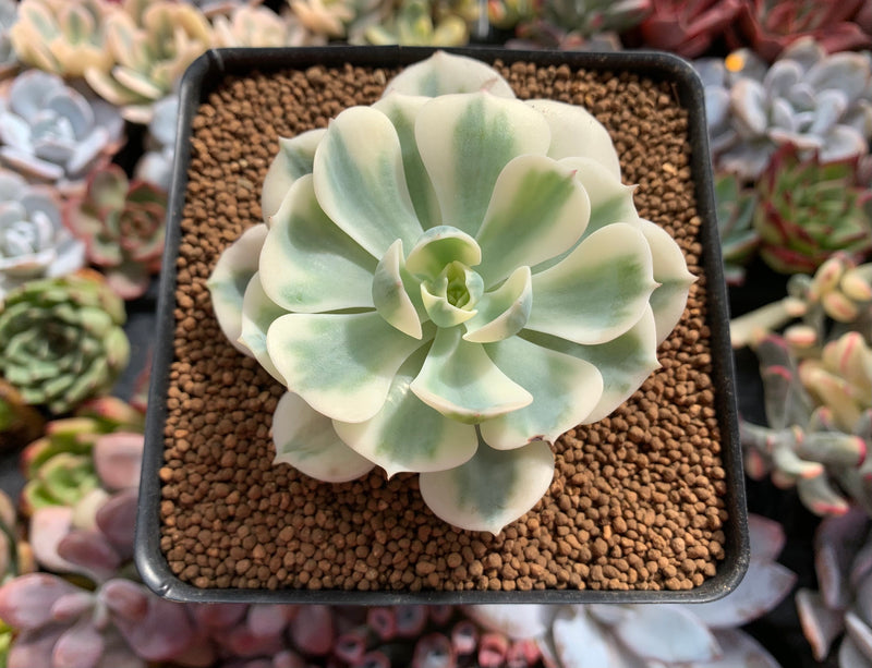 compton succulent Echeveria 'Compton Carousel' 2"-3" Succulent Plant