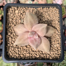 Echeveria 'Xichuensis' 2" Succulent Plant