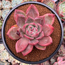 Echeveria 'Pink Champaign' 3"-4" Succulent Plant