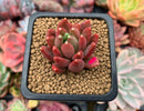 Pachyphytum Compactum 'Pink Glaucum' 2" Succulent Plant