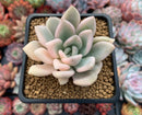Graptoveria 'Opalina' Variegated 3" Succulent Plant