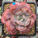 Echeveria 'Hearts Delight' 3" Succulent Plant