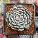 Echeveria 'Whicol' 2" Air Magic Hybrid Succulent Plant