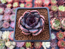 Echeveria 'Dark Chocolate' 2" Succulent Plant