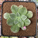 Aeonium sp. Variegated 2" Succulent Plant