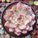 Echeveria 'Orange Monroe' 4" Powdery Succulent Plant
