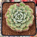 Echeveria 'Christmas Carol' 3" Succulent Plant