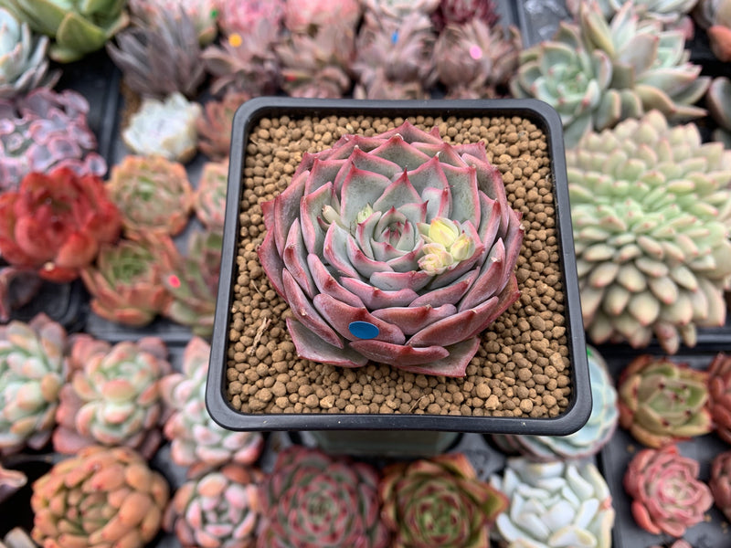 succulent plant with pink edges Echeveria 'Pink Tips' 4" Succulent Plant – True Succulents Plant Co