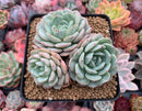 Echeveria sp. 4" Powdery Succulent Plant