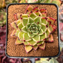 Echeveria Agavoides 'Sarabony' 2"-3" Succulent Plant