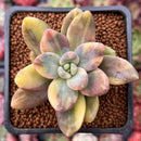 Pachyveria 'Oviferum Shireiden' Variegated 2" Succulent Plant
