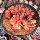 Echeveria Agavoides 'Red Wine' 4" Cluster Succulent Plant
