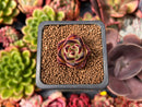 Echeveria Agavoides 'Ebony' 1" Small Succulent Plant