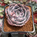 Echeveria 'Pinky' 2" Succulent Plant