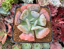 Echeveria 'Hearts Delight' 3" Succulent Plant